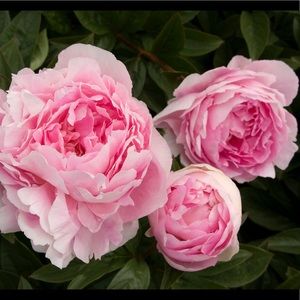 Meet your Posher, Serena